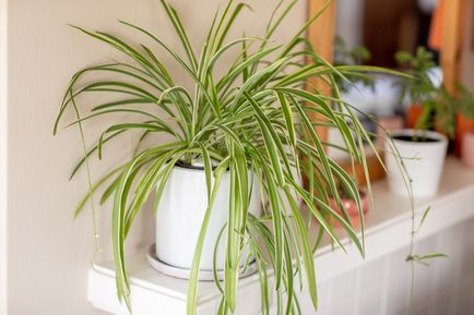 Cây cỏ lan chi: Đôi khi cây trồng trong nhà có tác dụng như một lời nhắc nhớ chúng ta về tuổi thơ của mình. Cỏ lan chi là loại cây trồng trong nhà phổ biến vào những năm 1970 và bạn có thể mang bầu không khí cổ điển đó đến với căn hộ của mình ngày nay. Các thuộc tính của cây cỏ lan chi rất phù hợp với không gian của một căn chung cư: không cần nhiều nước, thích nghi được với nhiều điều kiện ánh sáng, bao gồm cả ánh sáng nhân tạo, và có thể giúp lấp đầy những không gian góc khó trang trí. Để tạo hiệu ứng cổ điển, bạn có thể treo chậu cây trầu bà bằng móc macrame.