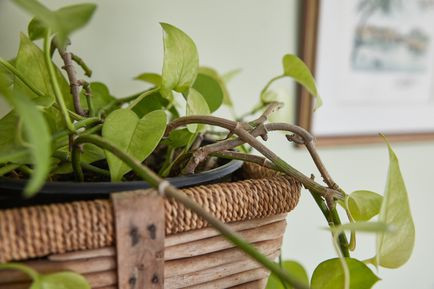 Cây trầu bà: Là loại cây không hề đắt đỏ và sẵn có ở nhiều nơi, cây trầu bà thường là sự lựa chọn đầu tiên của nhiều người sống trong chung cư. Bạn có thể để nhánh cây với những chiếc lá lớn hình trái tim màu xanh mọc rủ xuống từ giỏ treo hoặc hướng chúng mọc thành dàn thẳng đứng theo sào chống. Cây trầu bà là sự lựa chọn hoàn hảo cho những người bận rộn, không muốn phí tiền của và công sức cho một chậu cây trồng trong nhà. Tất cả những gì bạn cần làm là tưới nước hàng tuần và đặt chúng dưới ánh sáng gián tiếp và cây trầu bà sẽ phát triển tươi tốt trong nhiều năm liền.