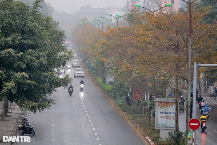 Hàng cây bàng lá nhỏ vàng ươm những tán lá trên phố Nguyễn Khánh Toàn.
