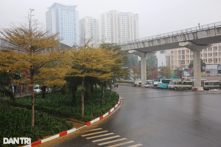 Cây vừa làm cho không gian thêm mát mẻ vừa lọc khí độc hại trả lại bầu không khí trong lành, mà nhờ có dáng thẳng nên sẽ hạn chế được việc cây gẫy đổ do mưa bão từ đó giảm chi phí chăm sóc, cắt tỉa cây. Cây phù hợp với khí hậu nhiệt đới, do đó rất hợp với thời tiết ở Việt Nam.