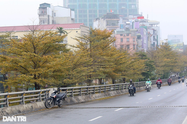 Bàng lá nhỏ ngày càng được ưa chuộng vì hình dáng thẳng, tán lá đẹp, lá nhỏ li ti, khi rụng ít gây ô nhiễm, vì vậy cây được trồng lấy bóng mát ở khắp mọi nơi chẳng hạn như trường học, công viên, đường phố, các khu đô thị, khu du lịch, dự án nhà ở, trồng cây xanh cho ngân hàng, khu công nghiệp, vỉa hè, công viên.