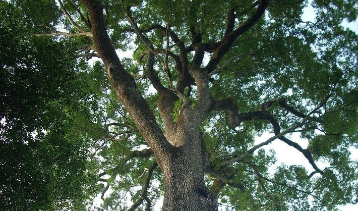 3. Cây Patriarca da Floresta: Được tìm thấy ở Brazil và là một ví dụ hiếm hoi về loài Cariniana legallis phát triển mạnh mẽ nhất, Patriarca da Floresta ước tính có tuổi đời khoảng 3.000 năm. Cây này gắn liền với những câu chuyện thần thoại và tôn giáo địa phương, được cho là linh thiêng.