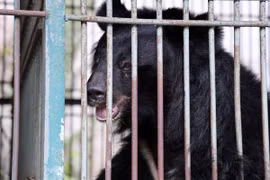 Cứu hộ 4 cá thể gấu từ TP HCM về Vườn quốc gia Bạch Mã