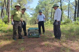 Xử phạt 2 trường hợp mua bán chim chào mào để phóng sinh