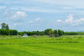 Xuất hiện đàn cò ốc quý hiếm ở Quảng Trị