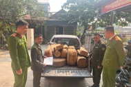 Xử lý 2 vụ cất giữ, vận chuyển trái phép khúc gỗ pơ mu 