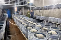 Khởi tố 3 đối tượng ngâm giá đỗ bằng chất cấm ở Lào Cai