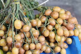 Những khám phá gây sửng sốt về quất hồng bì
