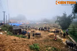 Phiên chợ trâu độc đáo ở Sín Chéng