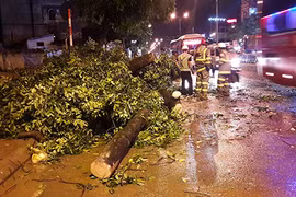 Cây xanh gãy đổ trong mưa lớn ở Hà Nội