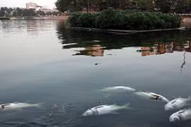 Đã tìm ra nguyên nhân cá nổi chết bất thường ở hồ Hoàng Cầu