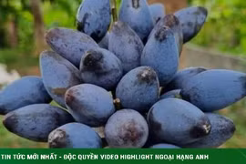 Loại quả đen sì như than thành đặc sản, chi cả triệu đồng để mua