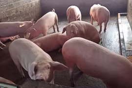 Giá lợn hơi giảm sâu nhất, giật mình với giá thịt lợn ngoài chợ