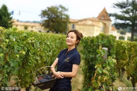 Khám phá trang trại nho đắt giá của Triệu Vy trước khi ly hôn 