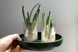Bonsai rau gia vị đẹp đến say lòng