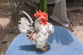  Gà Serama hay còn gọi gà lực sĩ có giá 50 triệu đồng/con