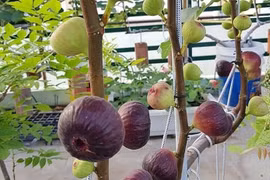 Giá 300 ngàn đồng/kg, sung khổng lồ có gì đặc biệt?