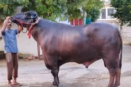 Chú trâu bạc tỷ hàng ngày được mát xa, xem ti vi, ở phòng máy lạnh 