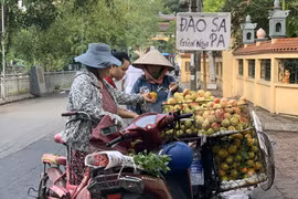 Dân trong nghề tiết lộ xuất xứ đào Sa Pa giá siêu rẻ