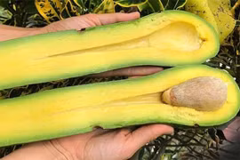 Giống bơ khổng lồ có chiều dài lên tới gần 1 mét 