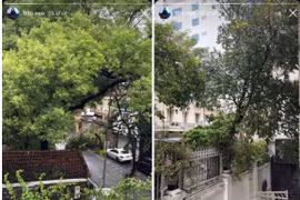 Khu vườn xơ xác trong nhà sao Việt sau bão Yagi