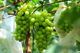Nho mẫu đơn Nhật Bản có gì đặc biệt mà giá chát tới 1 triệu đồng/kg?