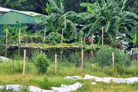 Dự án 'đất vàng' của Tổng Công ty Việt Lào bỏ hoang ở Vinh