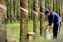 Doanh nghiệp cao su báo lãi giảm mạnh trong quý 2, dự báo 6 tháng cuối năm không mấy tươi sáng 