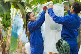 HAGL thu về hơn 1.000 tỷ đồng doanh thu trong 2 tháng đầu năm