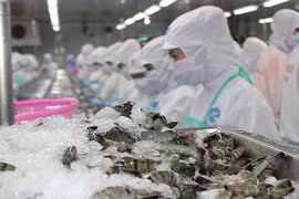 FMC: Dịch bùng phát mạnh khiến lượng tiêu thụ tôm giảm 56%
