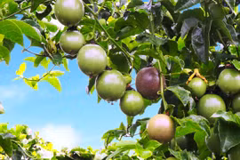 HAGL Agrico nói gì về nguyên nhân thua lỗ nghìn tỷ?