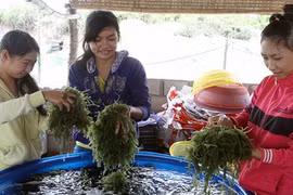 Thăm thủ phủ rong nho giúp nông dân Ninh Thuận đổi đời