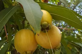 Độc đáo trái lý ở miền Tây có tiền cũng khó mua 