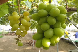 Ngắm vườn nho mẫu đơn bạc tỷ sai trĩu quả 