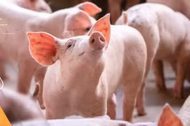 Hoàng Anh Gia Lai báo lãi quý 1 khủng, vay nợ vẫn ngất ngưởng