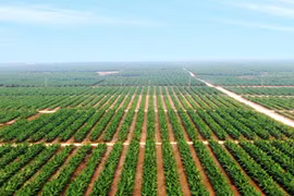 HAG báo lãi 120 tỷ đồng, kế hoạch năm 2022 lên tới 1.120 tỷ đồng