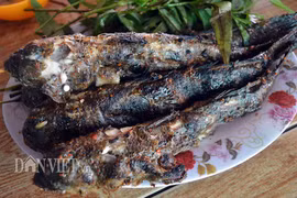 Cá kỳ lạ nhất hành tinh giúp hốt chục triệu/tháng ở Cà Mau
