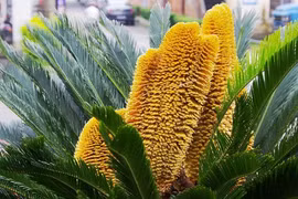 Loài cây độc lạ, cứ đơm hoa là mang lộc tới