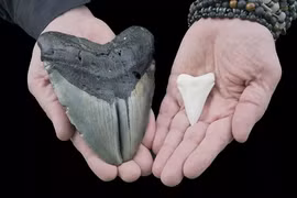 Siêu cá mập Megalodon có ngoại hình khổng lồ dễ thương?