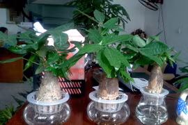 Cây cảnh để trong nhà giúp sự nghiệp thăng tiến không ngừng