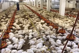 Lý giải nguyên nhân 4.000 con gà chết thảm vì mất điện