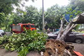Hà Nội: Cây đa bật gốc đè trúng ô tô 5 chỗ