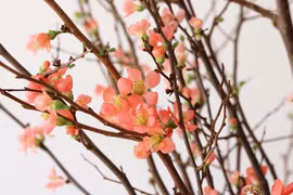 Tết nhà giàu, bình anh đào trái vụ, hàng ngoại xách tay giá chục triệu