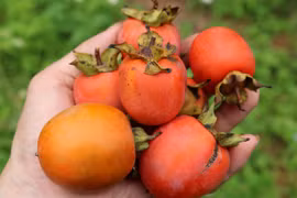 Người đàn ông suýt chết vì ăn tới 20 quả hồng trong 2 ngày 