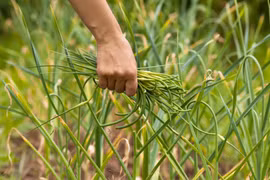 Rau ngồng tỏi sánh ngang với thuốc bổ, chống ung thư 