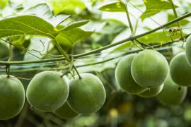 Thứ quả ngọt gấp 300 lần đường, cực nhuận tràng bổ phế 