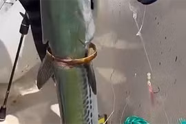 Quái ngư tự mang vàng chuộc thân, ngư phủ bàng hoàng 