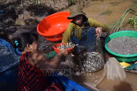  'Ngón nghề' nuôi nhử cá đồng mùa nước nổi