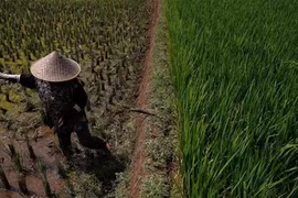 Sau nhiều tháng cảnh báo, El Niño đã tới