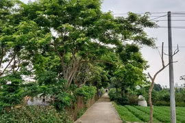 Cả làng trồng loại gỗ đắt như vàng, nuôi đàn chó dữ canh kho báu
